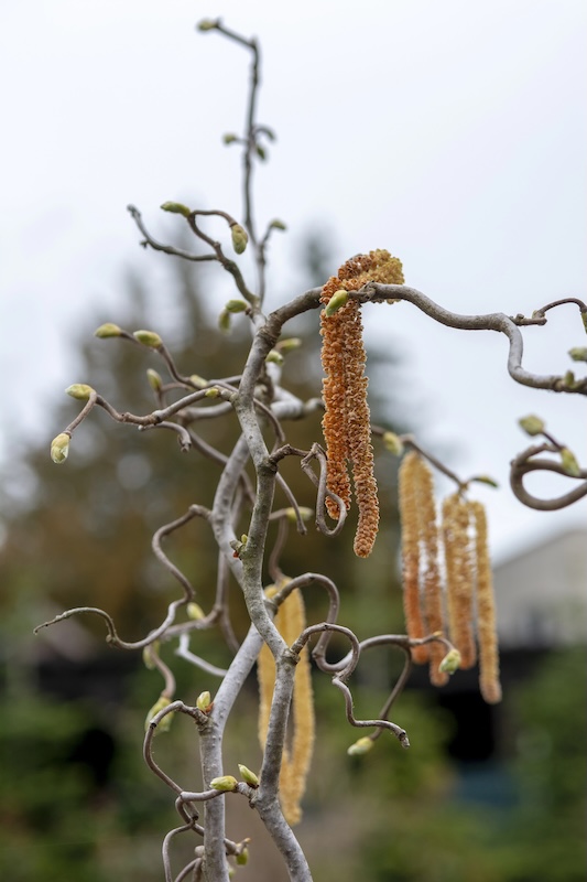 A corkscrew hazel tree in winter, its contorted branches dusted with snow and backlit by the sun.